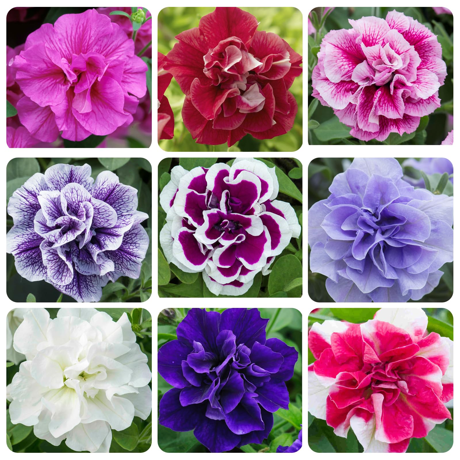 Carpet Creeping perennial petunia blooms along a garden border for lasting color