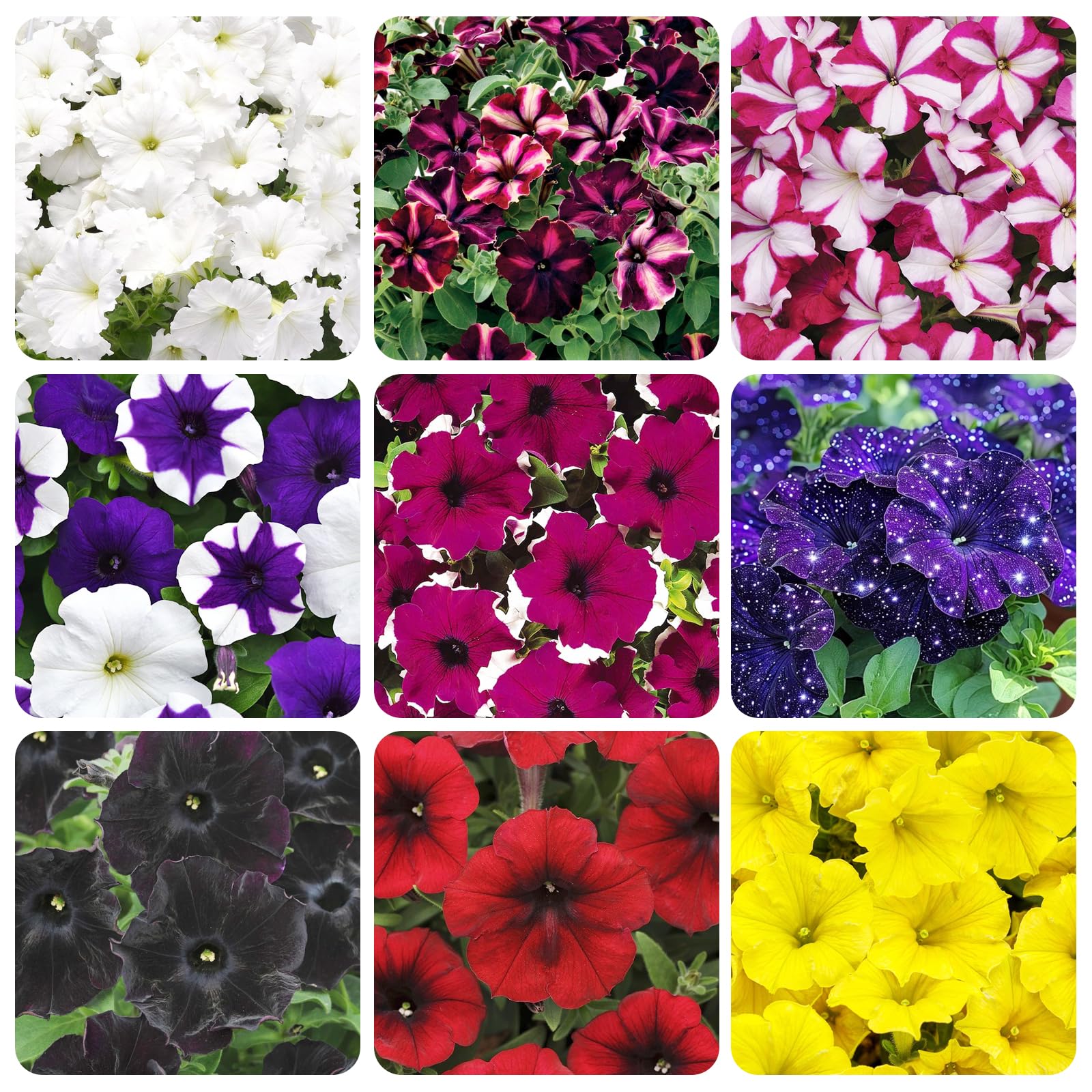 Carpet Creeping Petunia seeds offer easy cultivation for beginners and experienced gardeners.