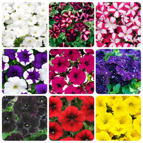 Carpet Creeping Petunia seeds offer easy cultivation for beginners and experienced gardeners.