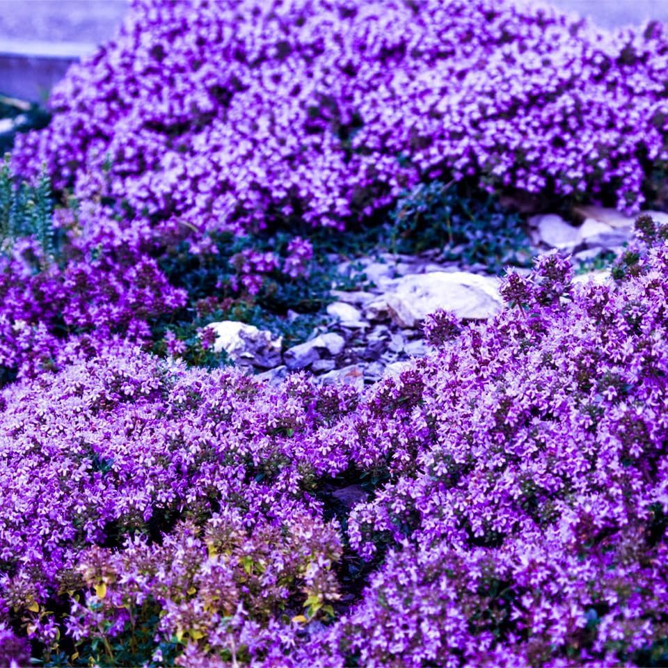 Carpet Creeping perennial thyme, solid ground cover for sunny, low-maintenance beds.