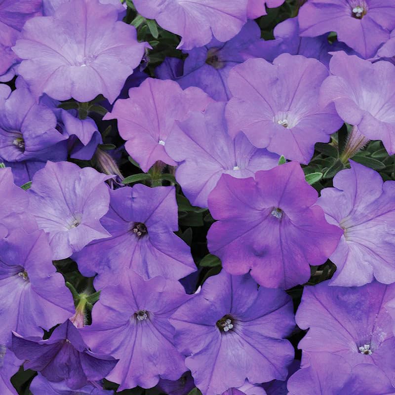 Carpet Creeping Midnight Gold petunia petals display deep purple and gold tones.