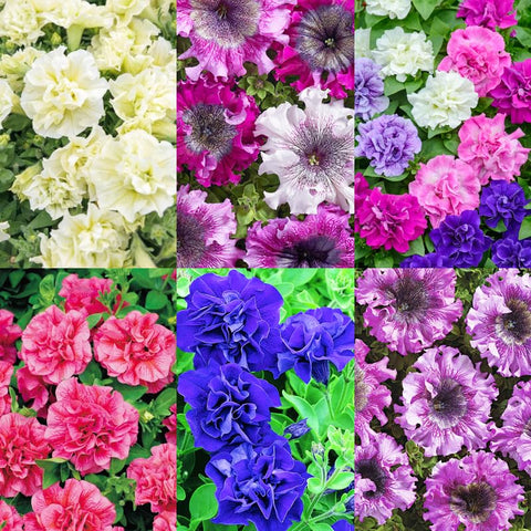Carpet Creeping petunia displays vibrant color for borders and garden beds.