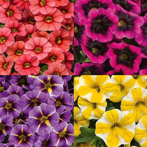Carpet Creeping Petunia blooms display pink purple red white blue shades