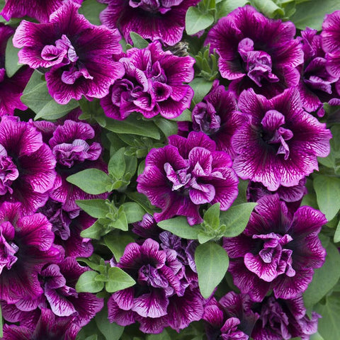 Carpet Creeping petunia seeds are ideal for containers on patios.