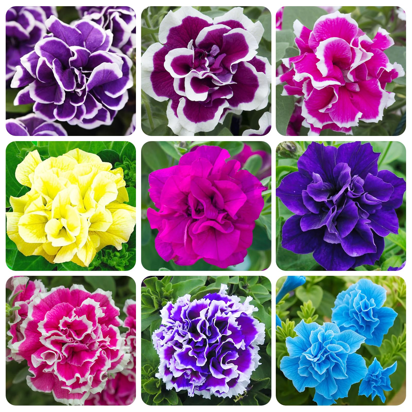 Carpet Creeping Petunia double bloom close-up showing dense petals for borders