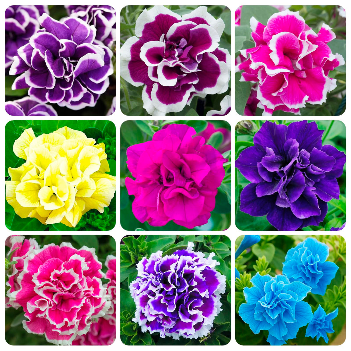Carpet Creeping Petunia double bloom close-up showing dense petals for borders