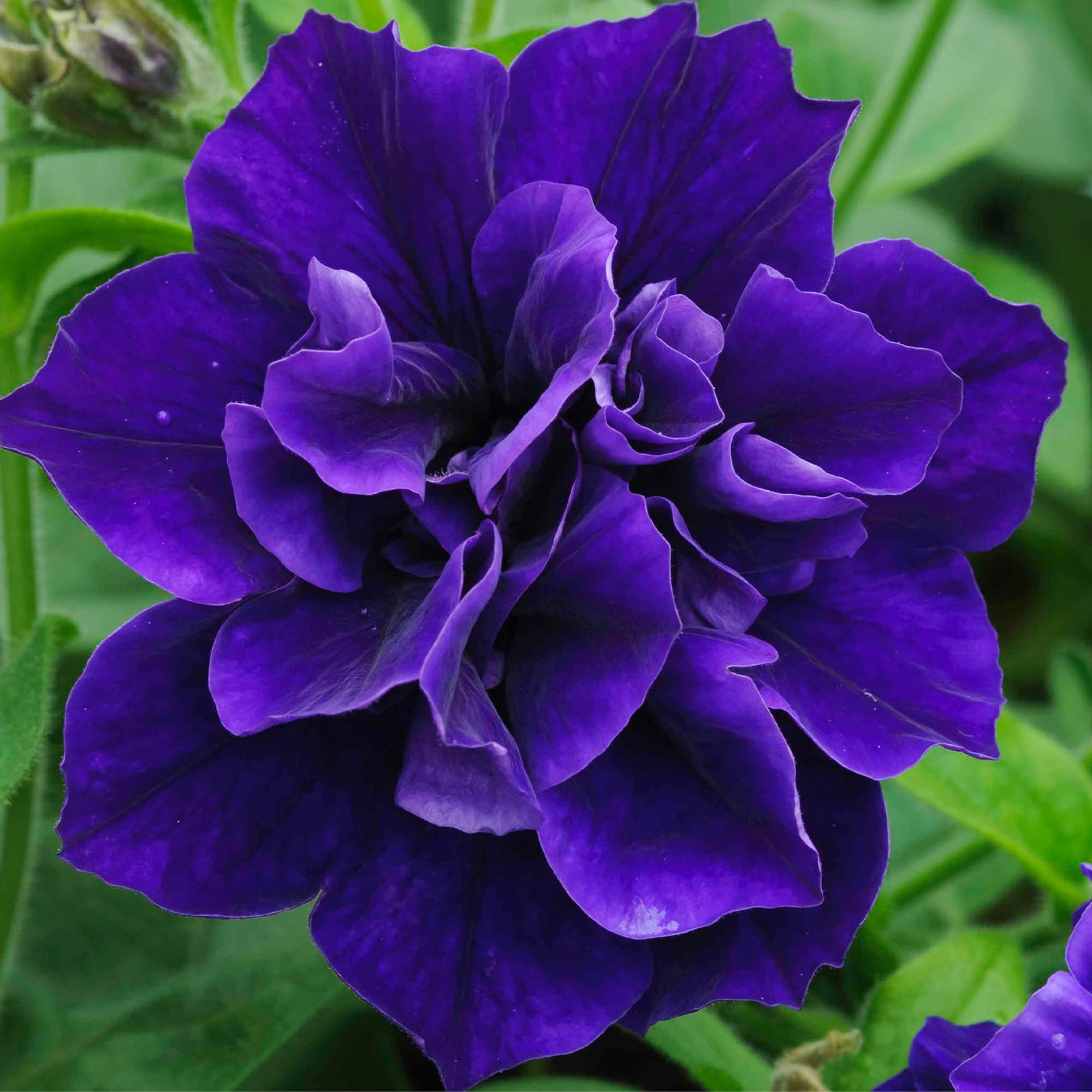 Carpet Creeping petunia full sun growth in thriving garden bed