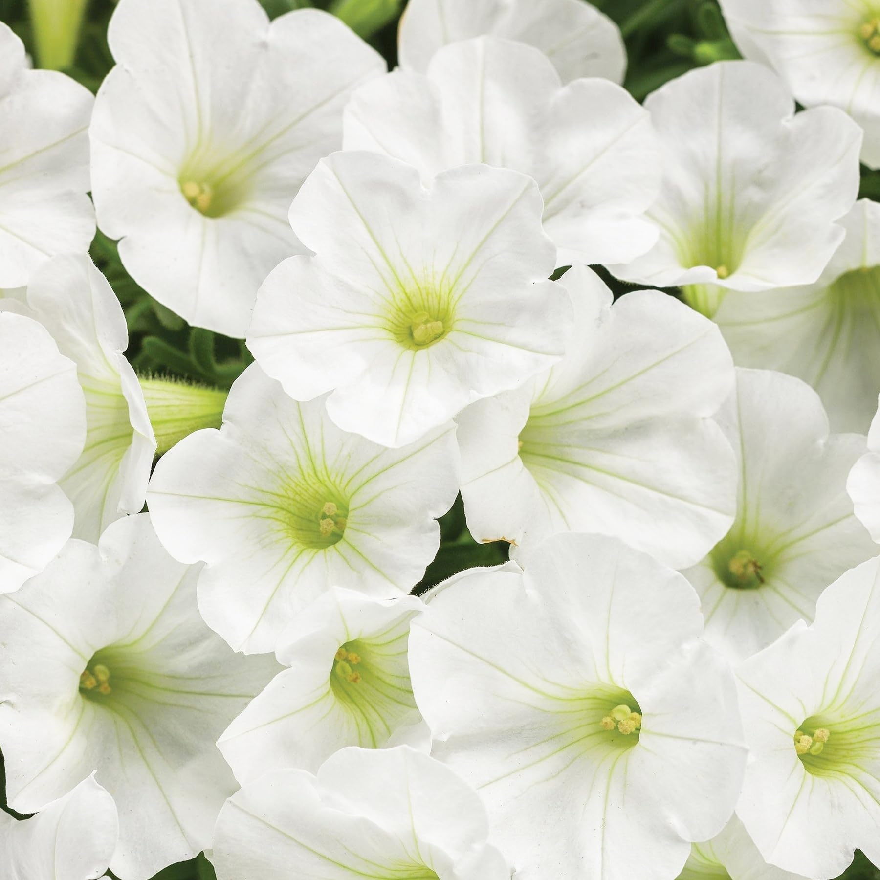 Carpet Creeping Petunia borders provide lively color and ground cover