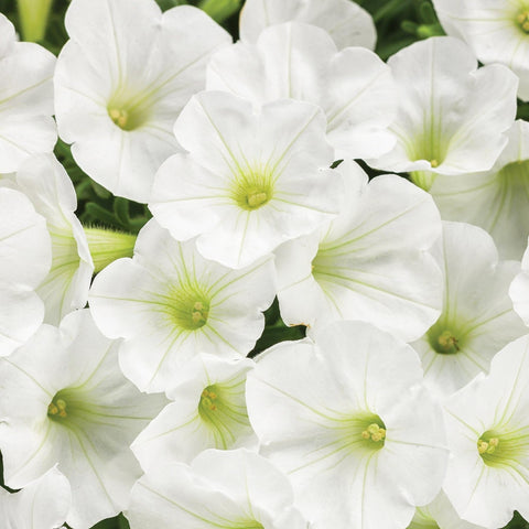 Carpet Creeping Petunia borders provide lively color and ground cover