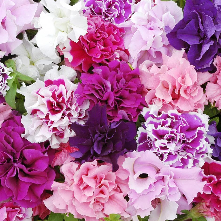 Carpet Creeping petunia hanging basket display on a sunny balcony