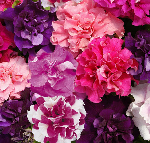 Carpet Creeping petunia seeds for hanging baskets deliver nonstop color.