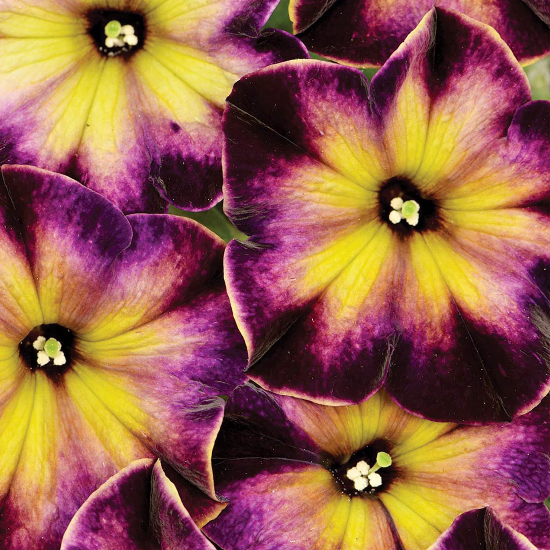 Carpet Creeping Petunia blooms from spring to fall