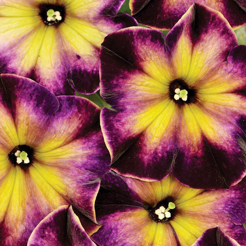 Carpet Creeping Petunia blooms from spring to fall