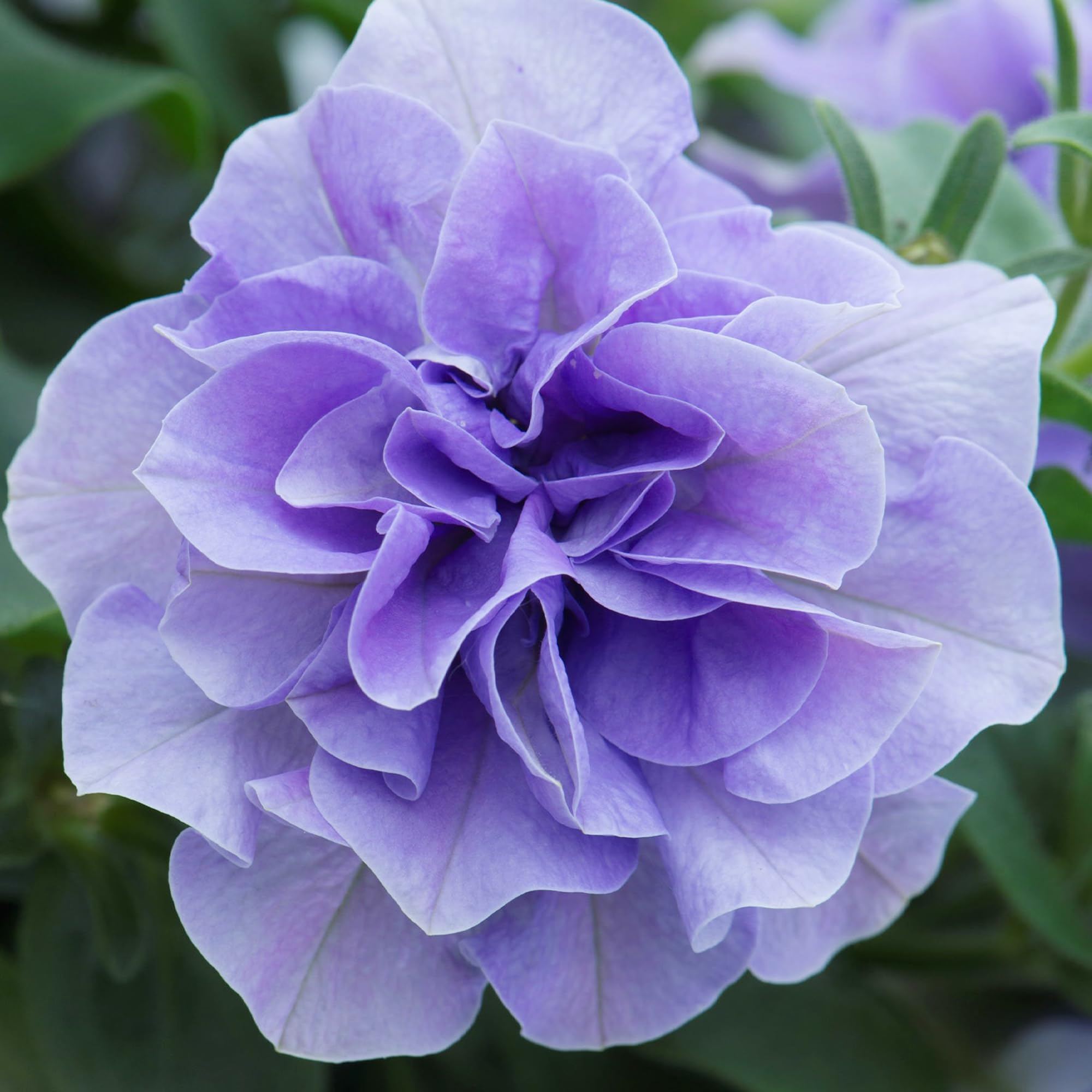 Carpet Creeping petunia plants in a container demonstrating compact growth