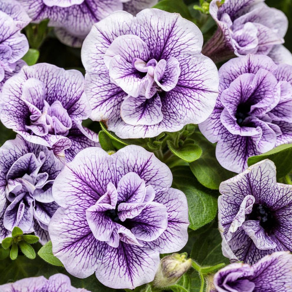 Carpet Creeping blooms attract bees and butterflies in your yard.