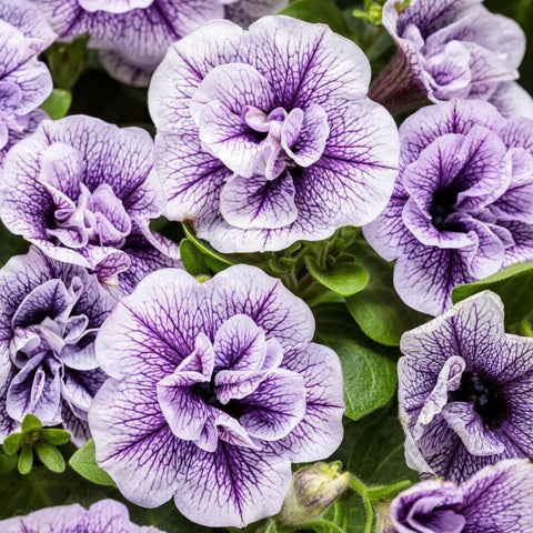 Carpet Creeping blooms attract bees and butterflies in your yard.