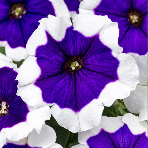 Carpet Creeping Petunia attracts bees and butterflies for pollinator spaces
