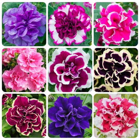 Carpet Creeping Petunia seeds showcase colorful blooms for sunny garden borders.