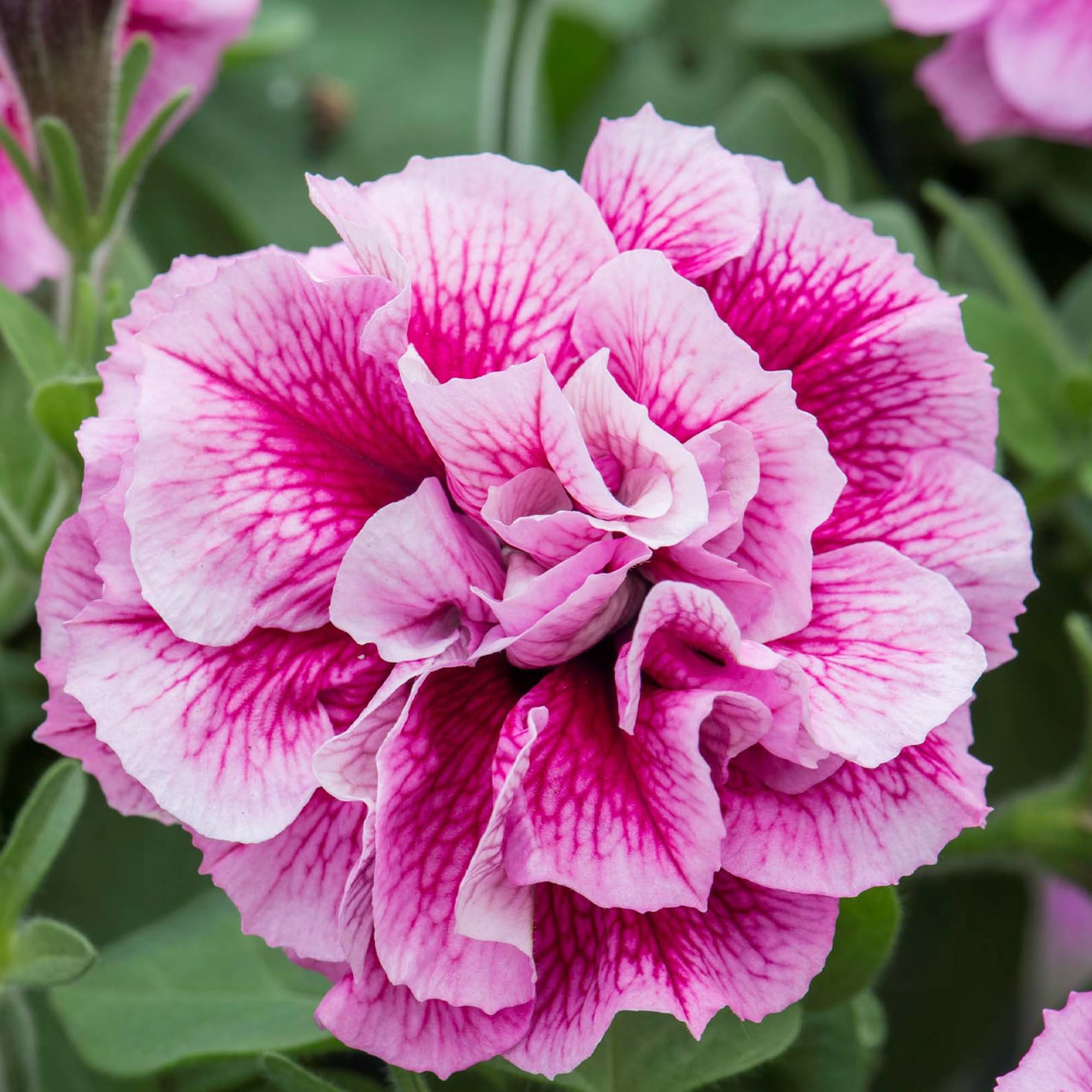 Carpet Creeping petunia veined double bloom detail on petals