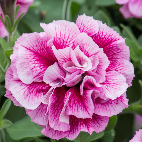 Carpet Creeping petunia veined double bloom detail on petals