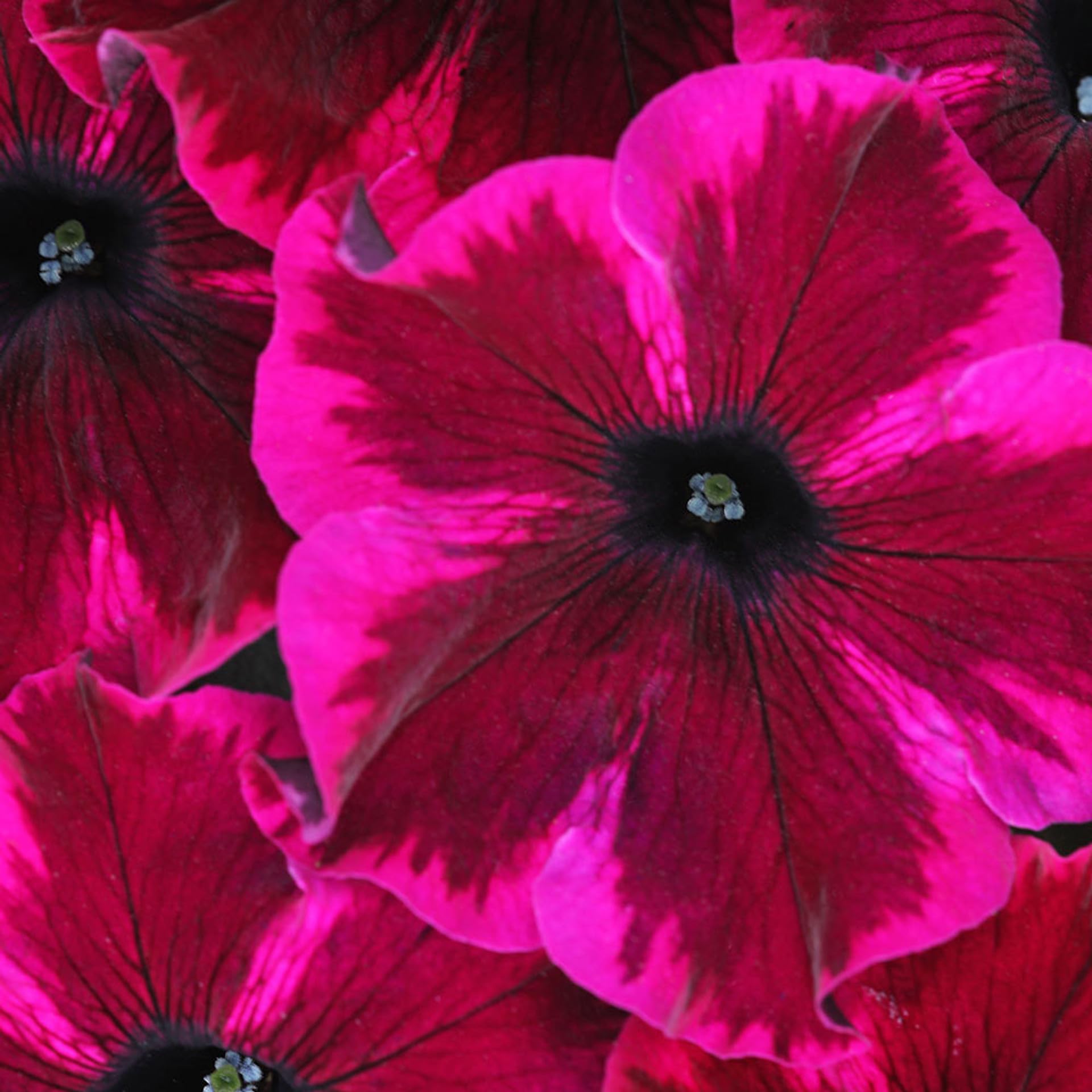 Carpet Creeping Petunia window boxes with long-lasting blooms
