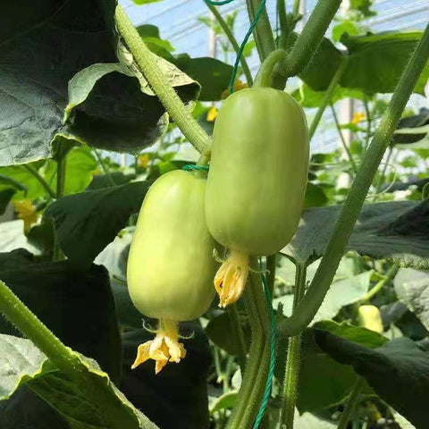Carpet Creeping Picklebush cucumber fruit harvest on a vine showing prolific yield