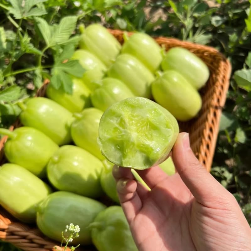 Carpet Creeping Picklebush cucumber seeds pack ready for home garden planting and planting