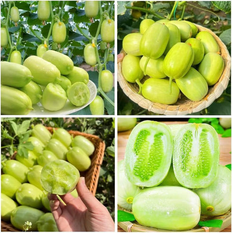 Carpet Creeping Picklebush cucumber ideal for pickling and fresh eating in kitchens