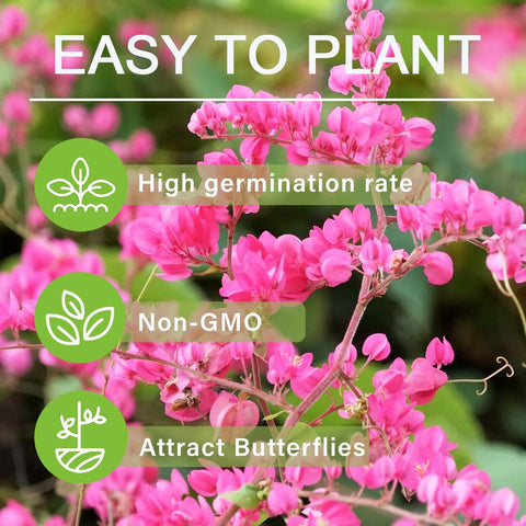 Carpet Creeping pink coral vine blooms attracting wildlife and enhancing garden beauty
