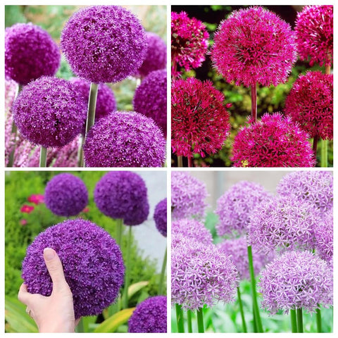 Carpet Creeping planting Allium giganteum seeds for a dramatic garden display.