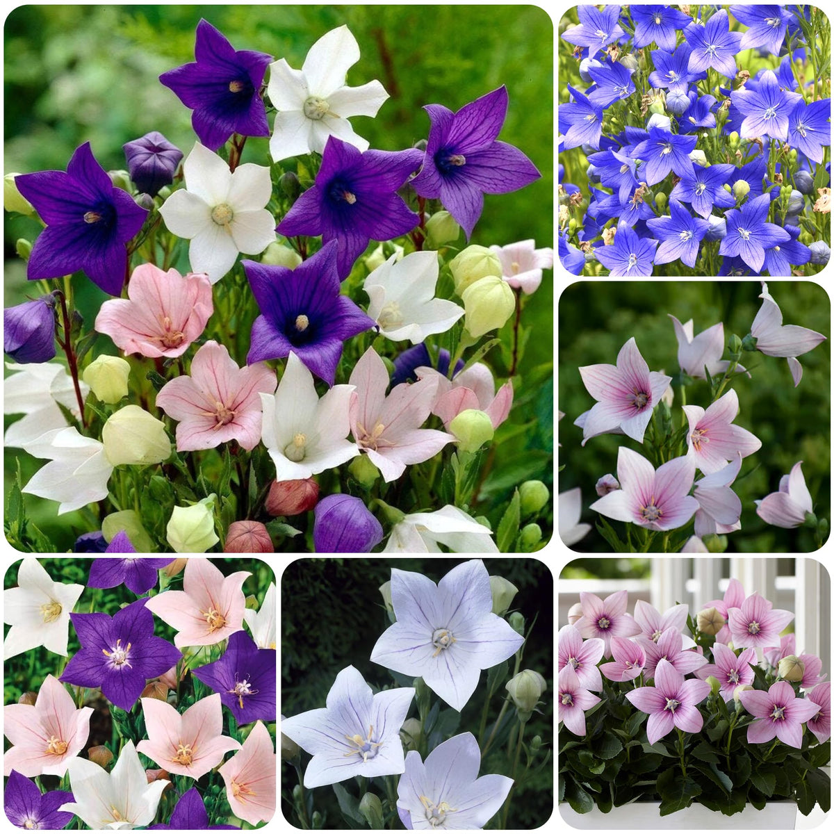 Carpet Creeping Platycodon seed mix packet for outdoor planting and color.