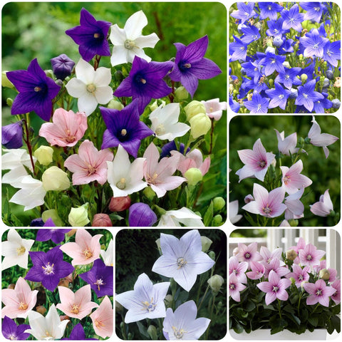 Carpet Creeping Platycodon seed mix packet for outdoor planting and color.