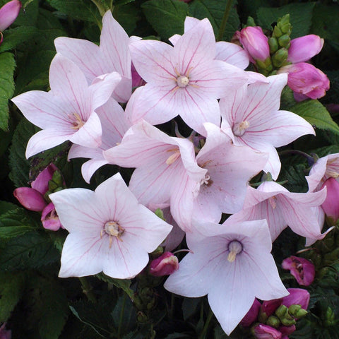 Carpet Creeping Platycodon blooms on sturdy stems for summer borders.