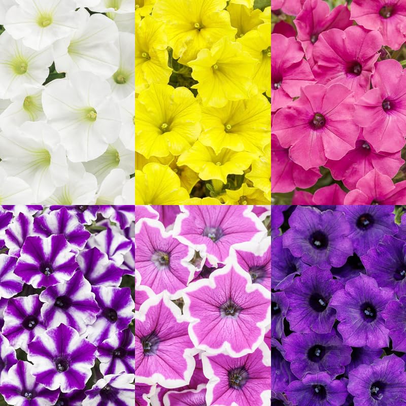 Carpet Creeping Plumb Pudding Easy Wave petunia blooms add vibrant color