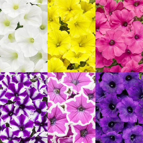 Carpet Creeping Plumb Pudding Easy Wave petunia blooms add vibrant color
