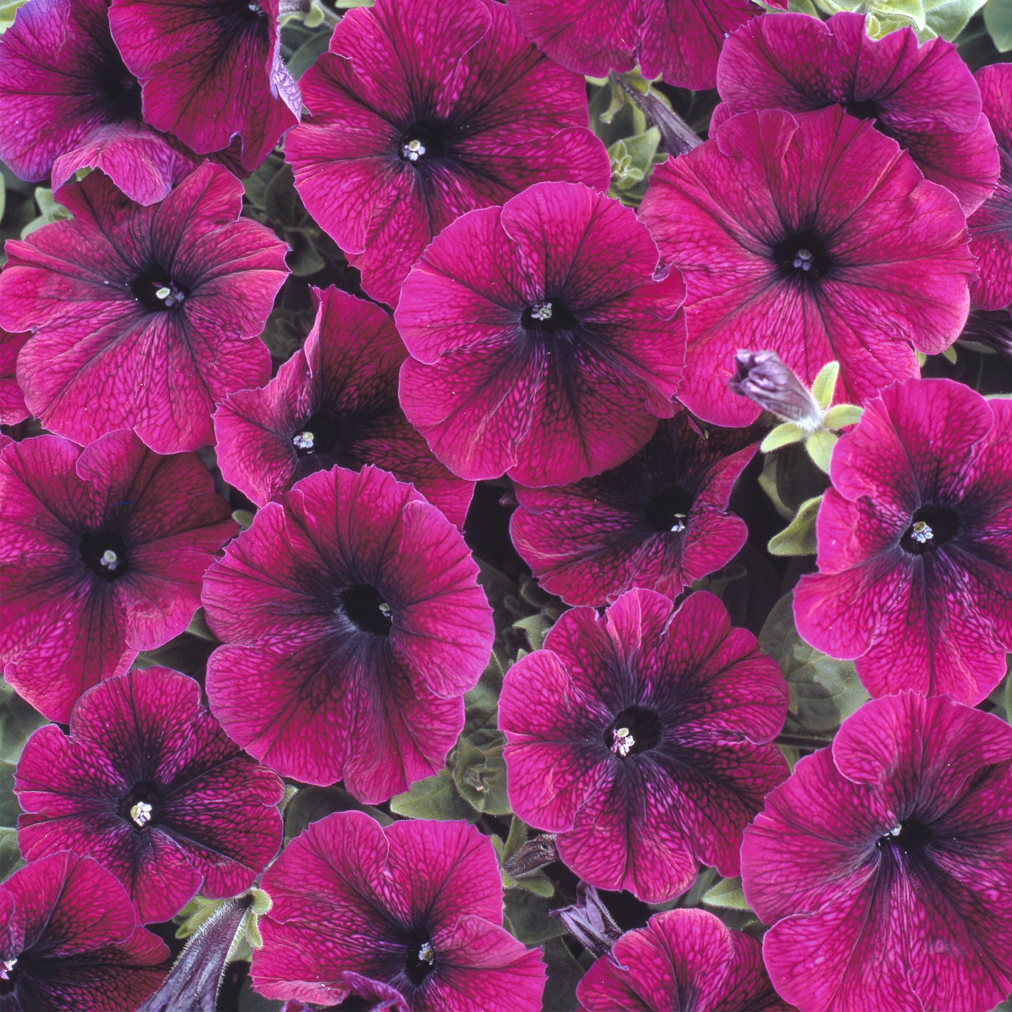 Long blooming season from spring to frost on Plumb Pudding Easy Wave petunia