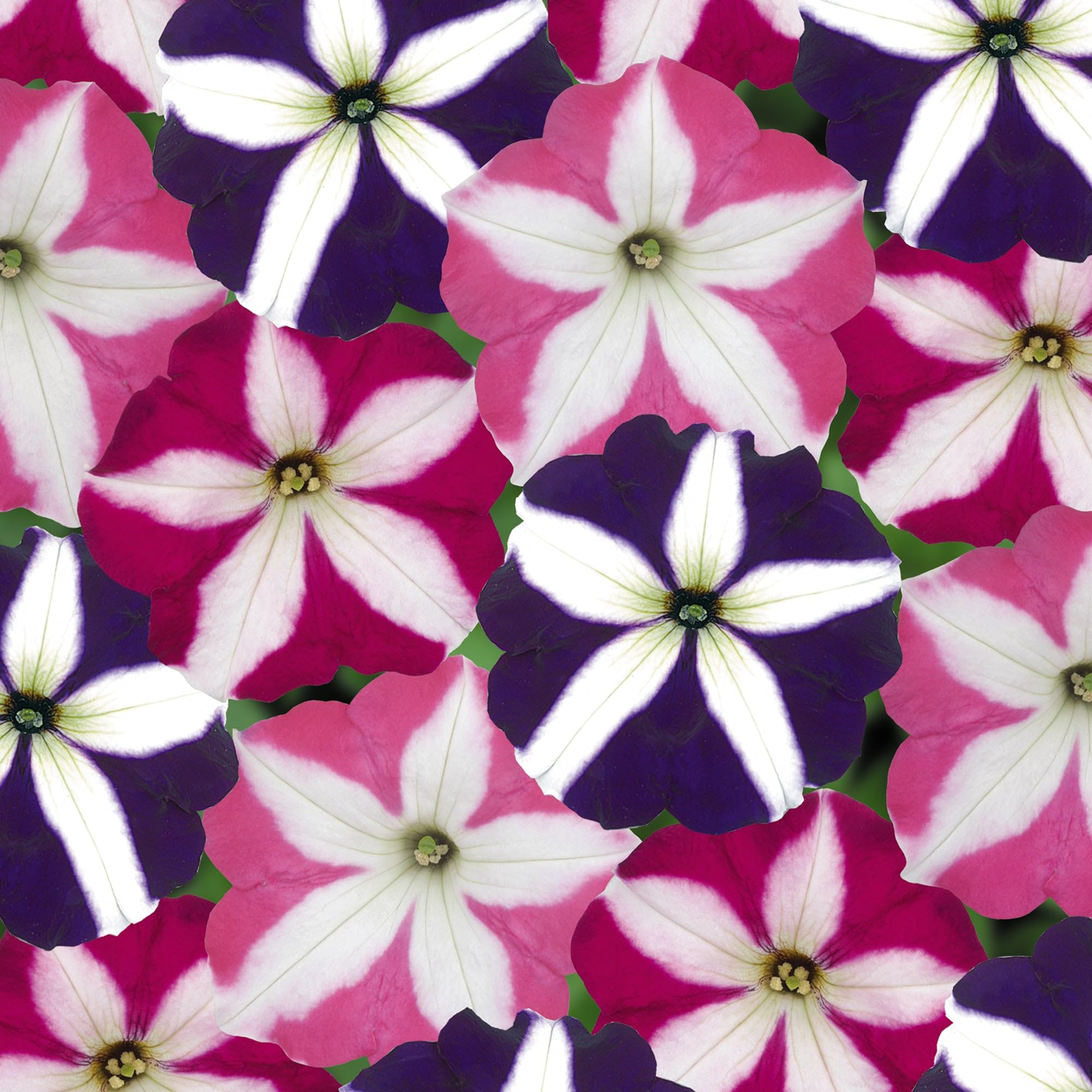 Low maintenance care for Carpet Creeping Easy Wave petunia