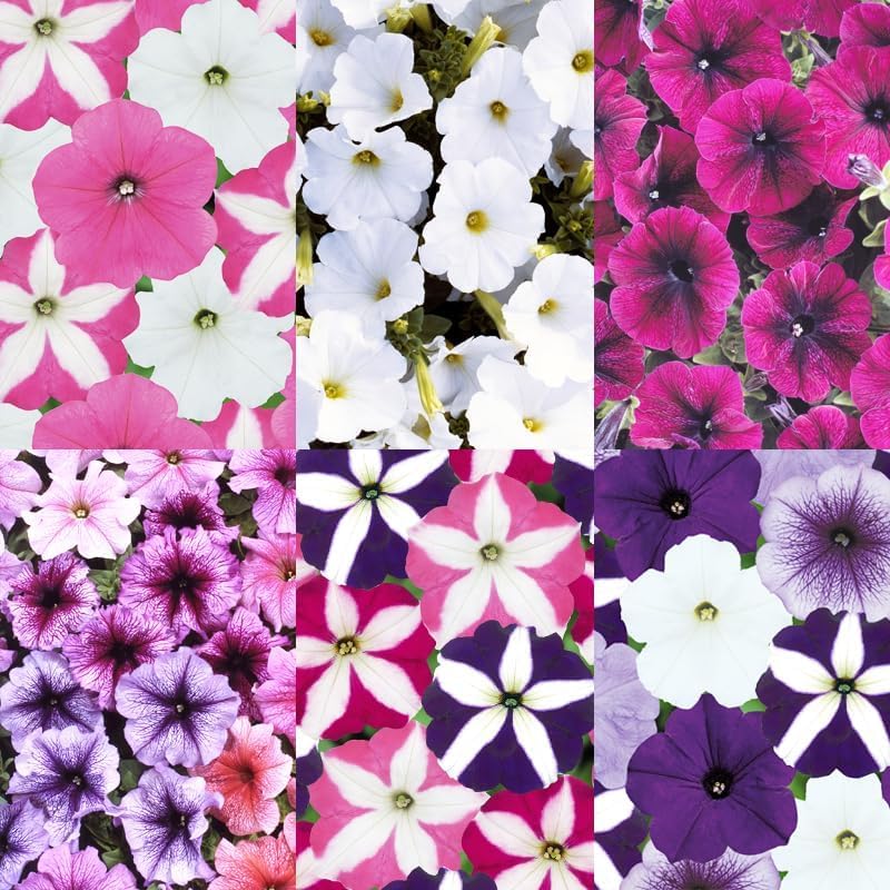 Carpet Creeping Plumb Pudding Easy Wave petunia displays velvet purple flowers
