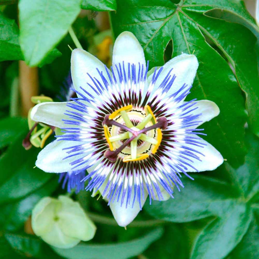 Carpet Creeping blooms attracting bees and butterflies