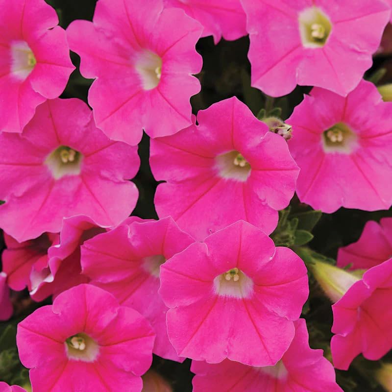 Carpet Creeping Midnight Gold attracts bees and butterflies for pollinator-friendly gardens.