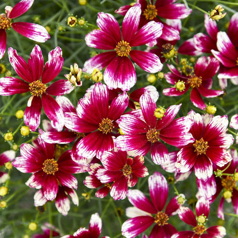 Carpet Creeping pollinator-friendly coreopsis attracting bees and butterflies in a sunny bed.