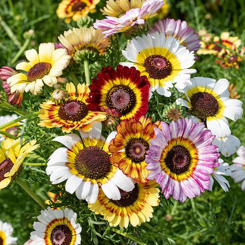 Pollinator-friendly daisies from Carpet Creeping attracting bees.