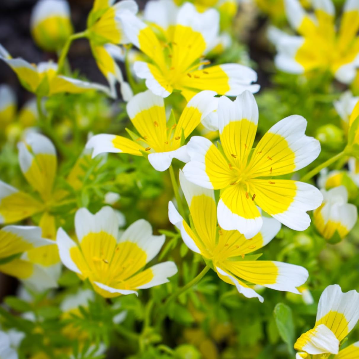 Carpet Creeping seeds in pots demonstrate versatile use for container gardening.