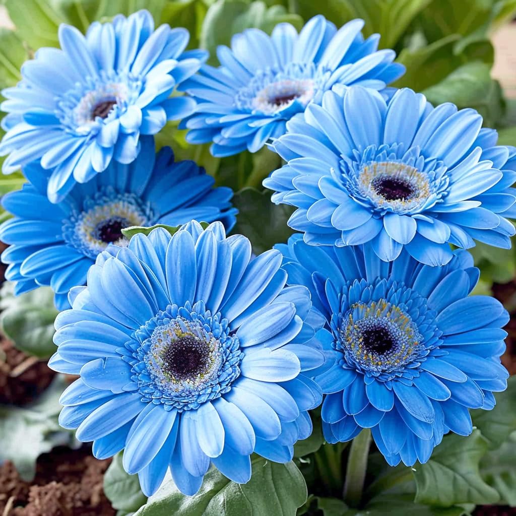 Carpet Creeping pollinator-friendly gerbera daisies attract bees and butterflies to your outdoor space.