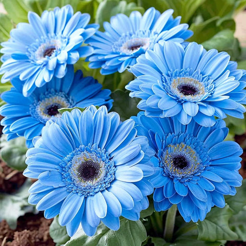 Carpet Creeping pollinator-friendly gerbera daisies attract bees and butterflies to your outdoor space.