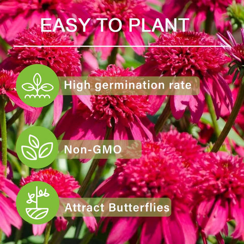 Carpet Creeping Pollinator magnet flowers attract butterflies and bees.