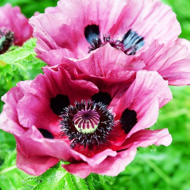 Carpet Creeping poppies with a diverse color mix planted along a border.