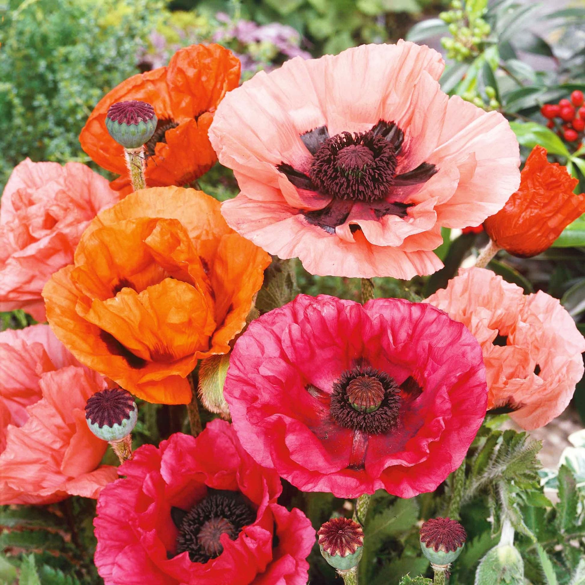 Carpet Creeping pollinator-friendly poppies entice bees and butterflies in garden.