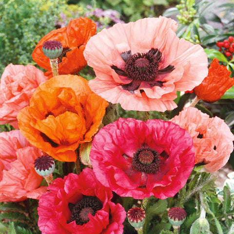 Carpet Creeping pollinator-friendly poppies entice bees and butterflies in garden.