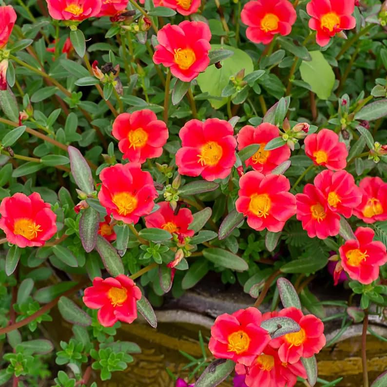 Carpet Creeping Portulaca ground-cover bloom adds color to beds.